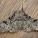 Peppered Moth Male Top