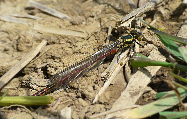 Large Red Damselfly -Female