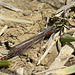 Large Red Damselfly -Female