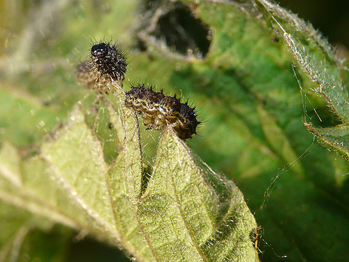 Small Tortoiseshell Caterpillars