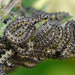 Small Tortoiseshell Caterpillars