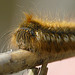 Drinker Moth Caterpillar