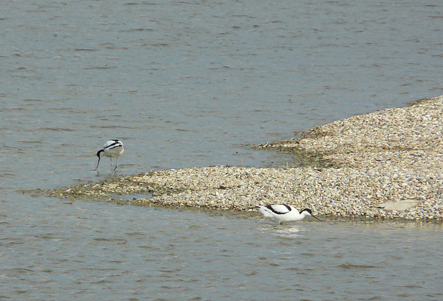 Avocet Pair