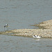 Avocet Pair