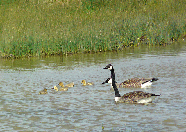 Canadian Geese and Family