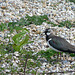 Lapwing Singing