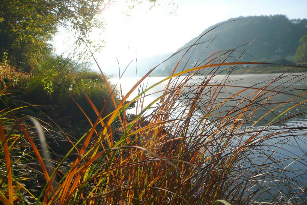 die Elbe vor meinem Grundstück