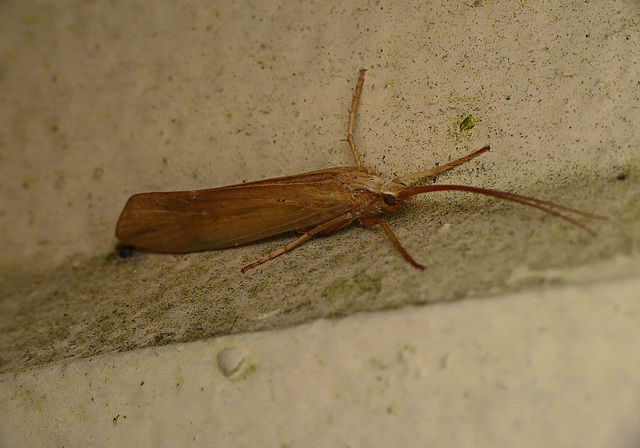 Caddisfly