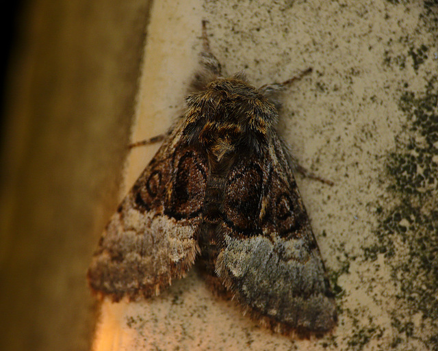 Nut-tree Tussock