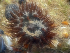 Red Sea Anemone