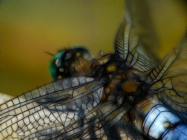 Black Tailed Skimmer Repeated