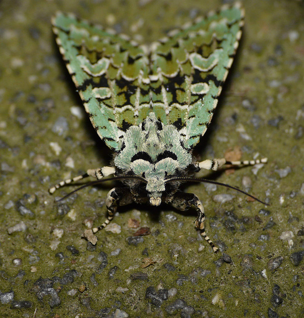 Merveille du Jour -Face