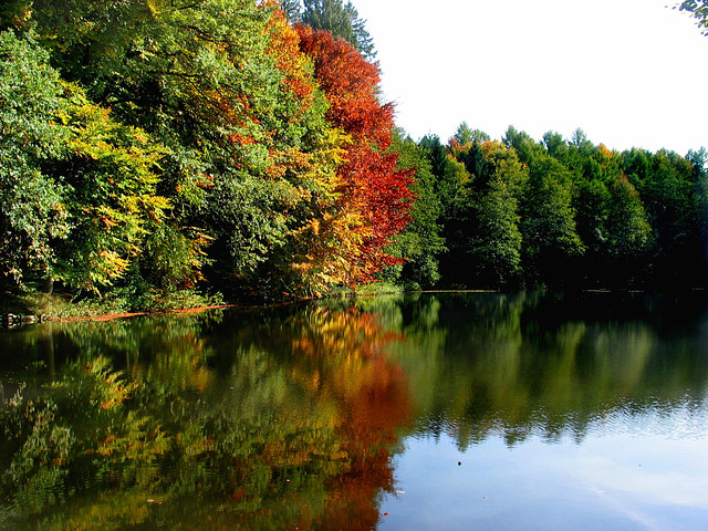 Herbstimmung am Waldweiher