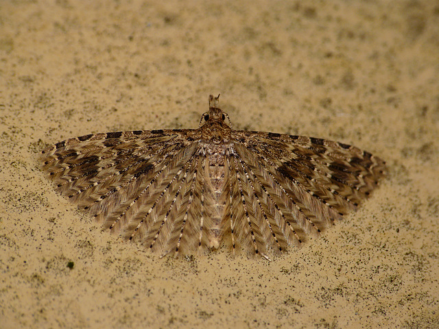 Twenty-plume Moth