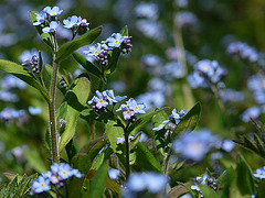 Forget Me Not A Lot!