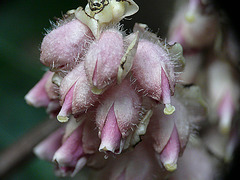 Toothwort Flowers Front