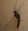 Mayfly