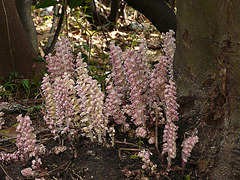 Common Toothwort