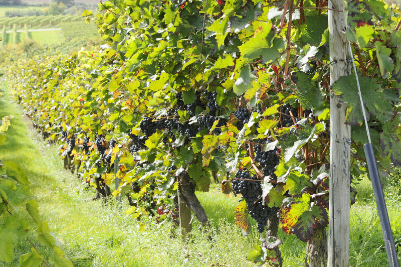 Odenwald - Groß-Umstädter Weinberg