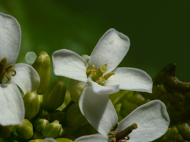 Garlic Mustard Flower