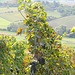 Odenwald - Groß-Umstädter Weinberg