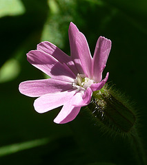 Red Campion