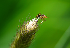 Deraeocoris ruber