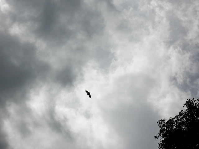 "Blowin' In The Wind" "Blowin' In The Wind"