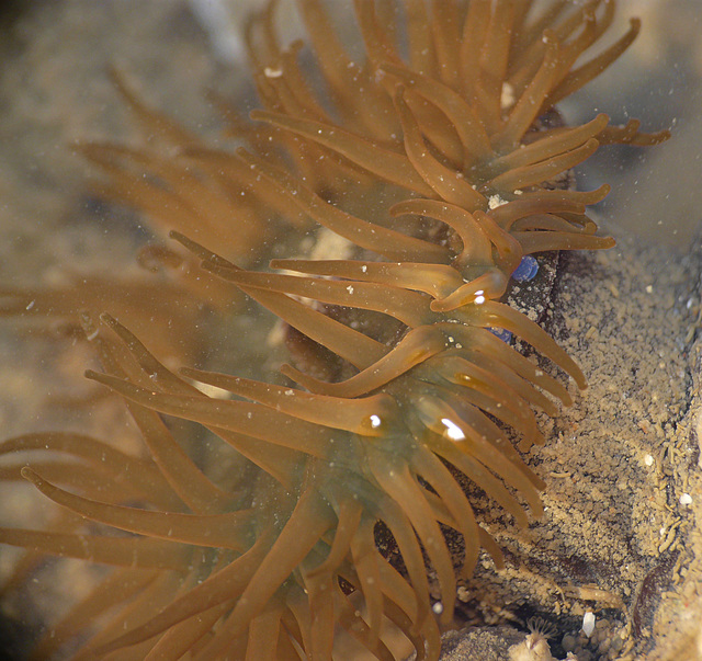 Beadlet Anemone