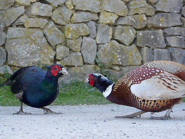 Arundel Wildfowl & Wetland Centre