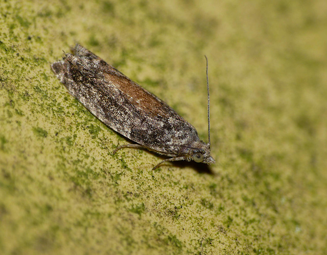 Epinotia Nisella