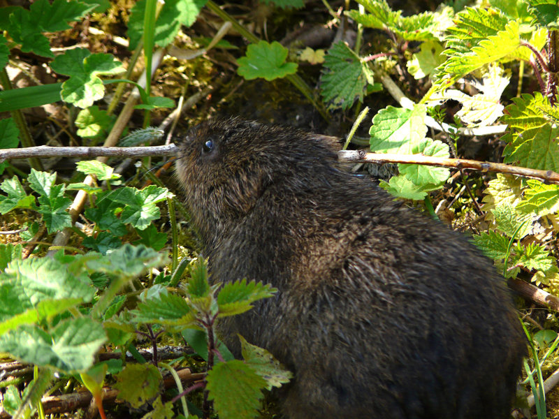 Arundel Wildfowl & Wetland Centre