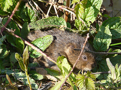 Arundel Wildfowl & Wetland Centre