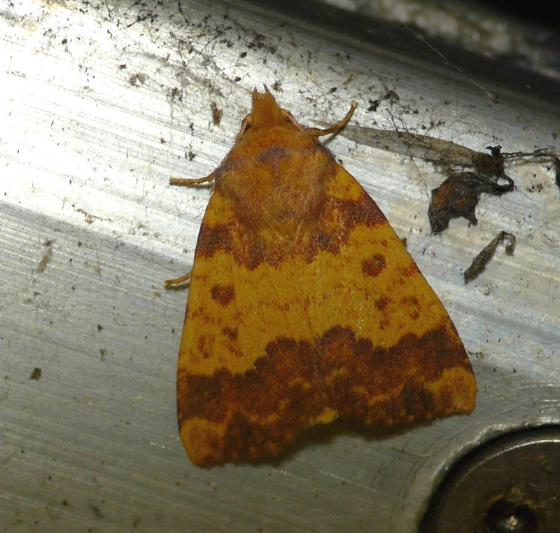 Barred Sallow