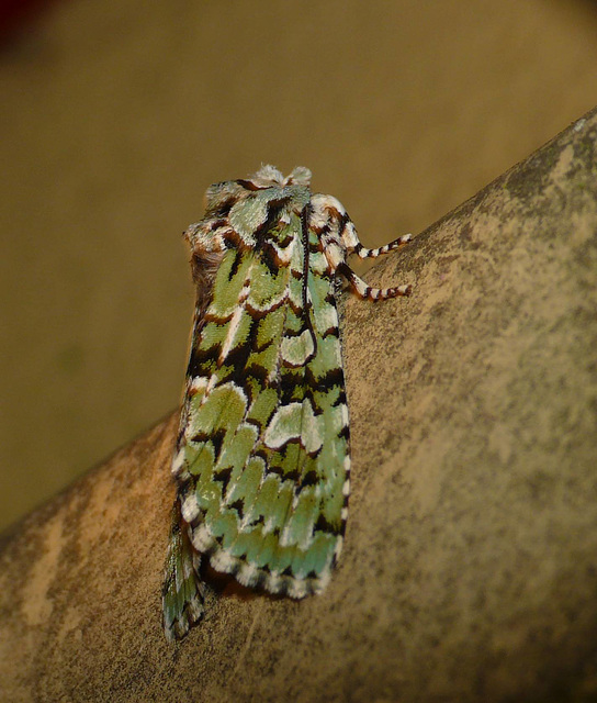 Merveille du Jour -Side