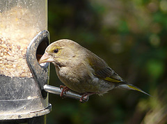 Arundel Wildfowl & Wetland Centre