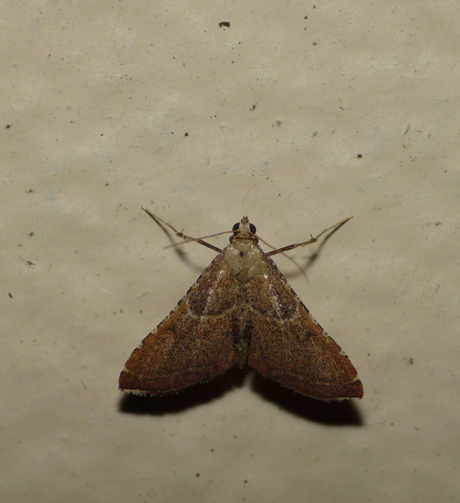 Endotricha Flammealis