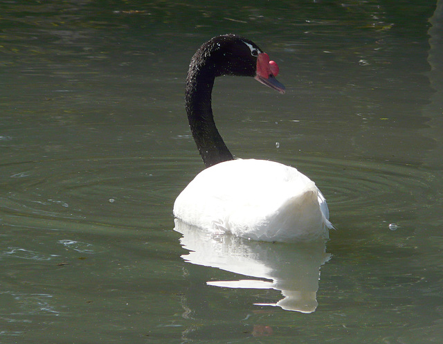 Arundel Wildfowl & Wetland Centre