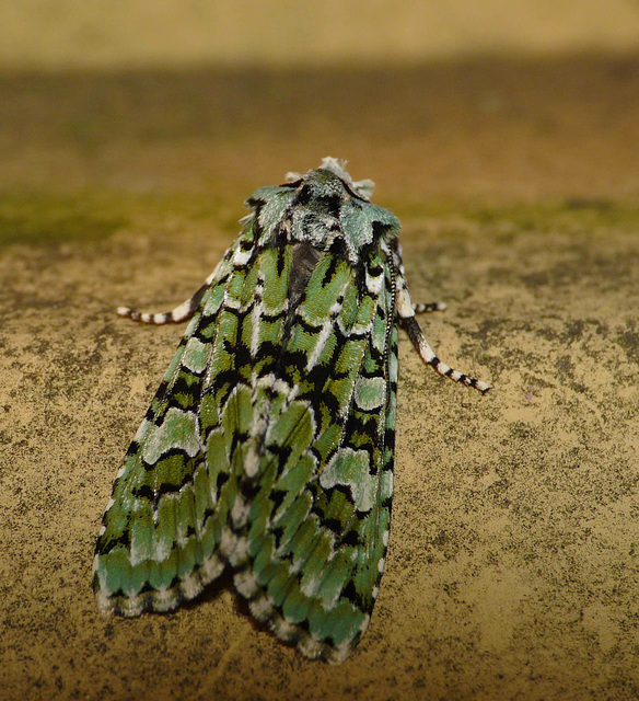 Merveille du Jour -Top