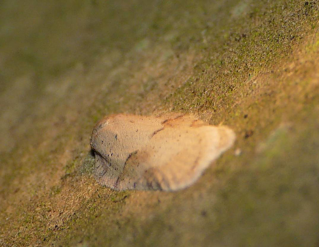 Acleris Logiana?