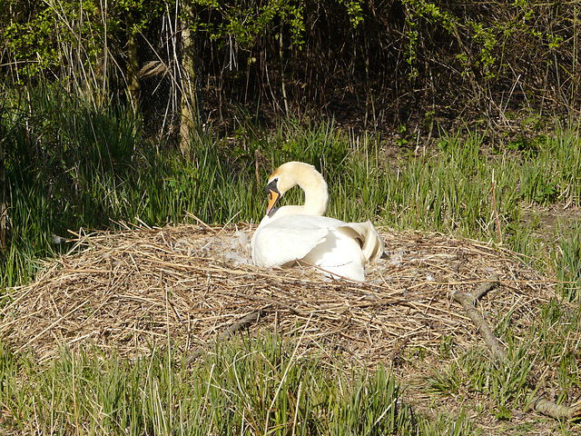 Arundel Wildfowl & Wetland Centre