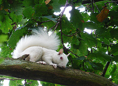 Albino Squirrel 1