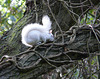 Albino Squirrel 2