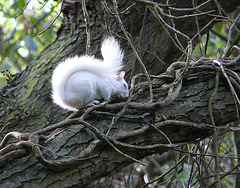 Albino Squirrel 2