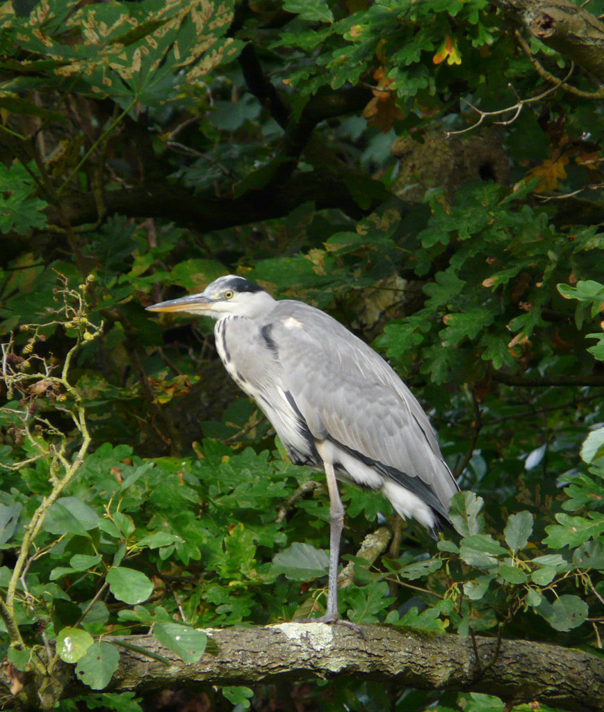 Grey Heron