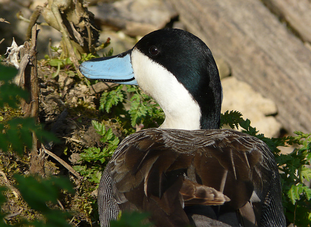 Arundel Wildfowl & Wetland Centre