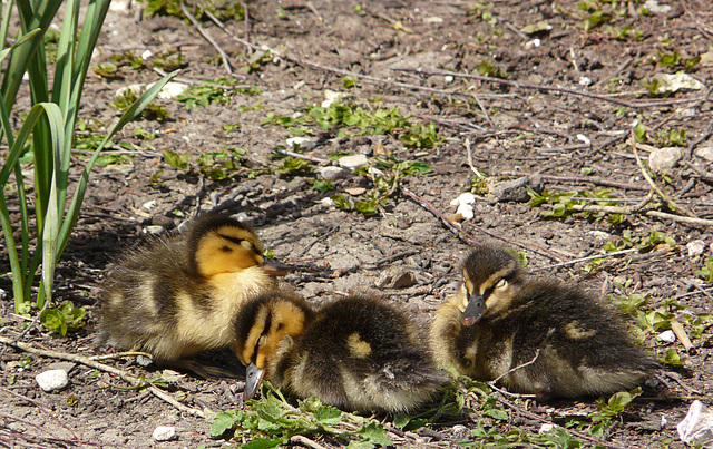 Arundel Wildfowl & Wetland Centre