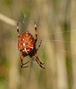 Red Garden Spider