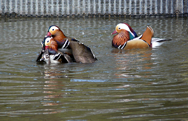 Arundel Wildfowl & Wetland Centre