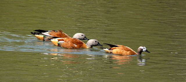 Arundel Wildfowl & Wetland Centre